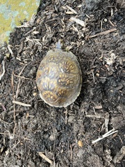 Terrapene carolina triunguis