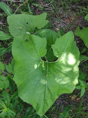 Petasites spurius