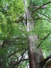 Taxodium distichum