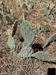 Opuntia phaeacantha