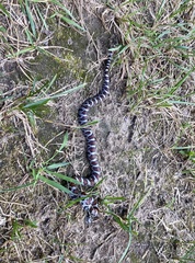 Lampropeltis triangulum