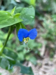Commelina communis