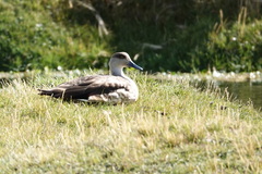 Lophonetta specularioides