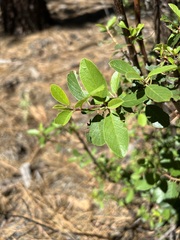 Frangula californica