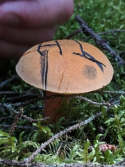 Boletaceae