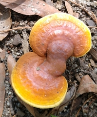 Ganoderma tsugae