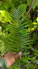 Polypodiaceae