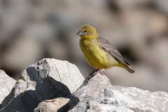 Sicalis uropygialis