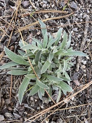 Phacelia imbricata