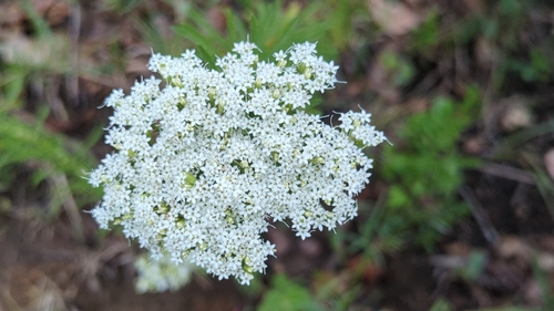 Image of Sawtooth Candyleaf (Stevia serrata) by (c) Alan Rockefeller, some rights reserved (CC BY)