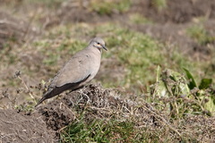 Metriopelia melanoptera