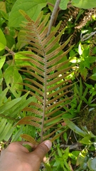 Polypodiaceae