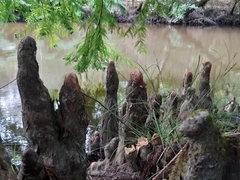 Taxodium distichum