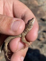 Pedioplanis burchelli