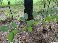 Viburnum prunifolium