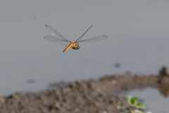 Pantala