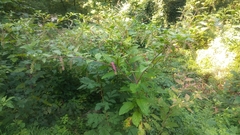 Phytolacca americana