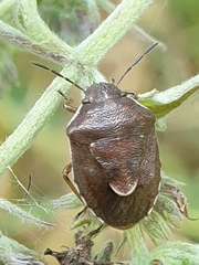 Rubiconia intermedia