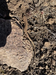 Pedioplanis burchelli