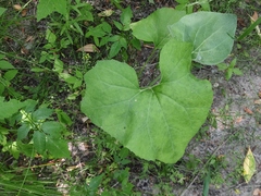Petasites spurius