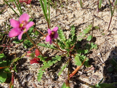Diascia