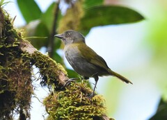 Chlorospingus semifuscus