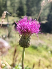 Cirsium heterophyllum