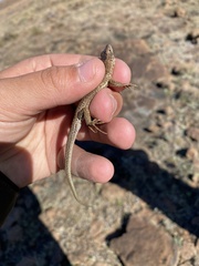 Pedioplanis burchelli