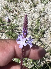 Verbena menthifolia
