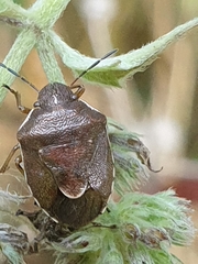 Rubiconia intermedia