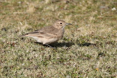 Geositta cunicularia