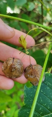 Ptelea trifoliata