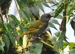 Chlorospingus semifuscus