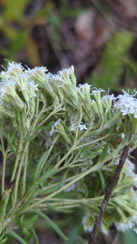 Image of Sawtooth Candyleaf (Stevia serrata) by (c) Alan Rockefeller, some rights reserved (CC BY)