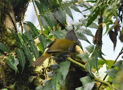 Chlorospingus semifuscus