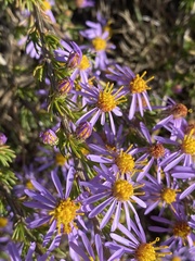 Felicia filifolia