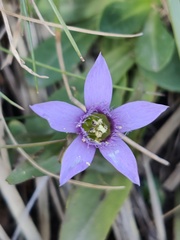 Swertiinae