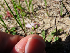 Diascia