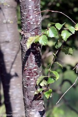 Betula occidentalis