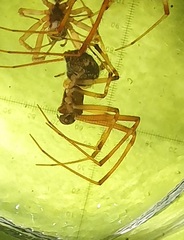 Parasteatoda tabulata