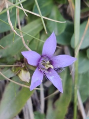 Swertiinae