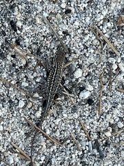 Uta stansburiana elegans