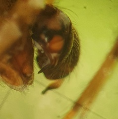 Parasteatoda tabulata