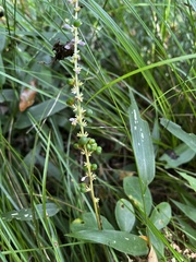 Liriope
