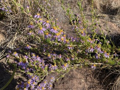 Felicia filifolia