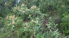 Eysenhardtia polystachya