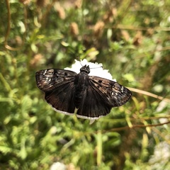 Erynnis funeralis