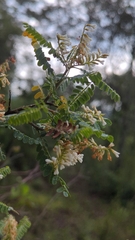 Eysenhardtia polystachya