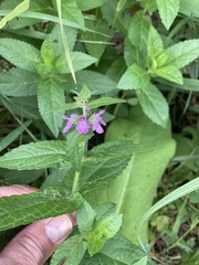Stachys palustris