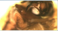 Parasteatoda tabulata